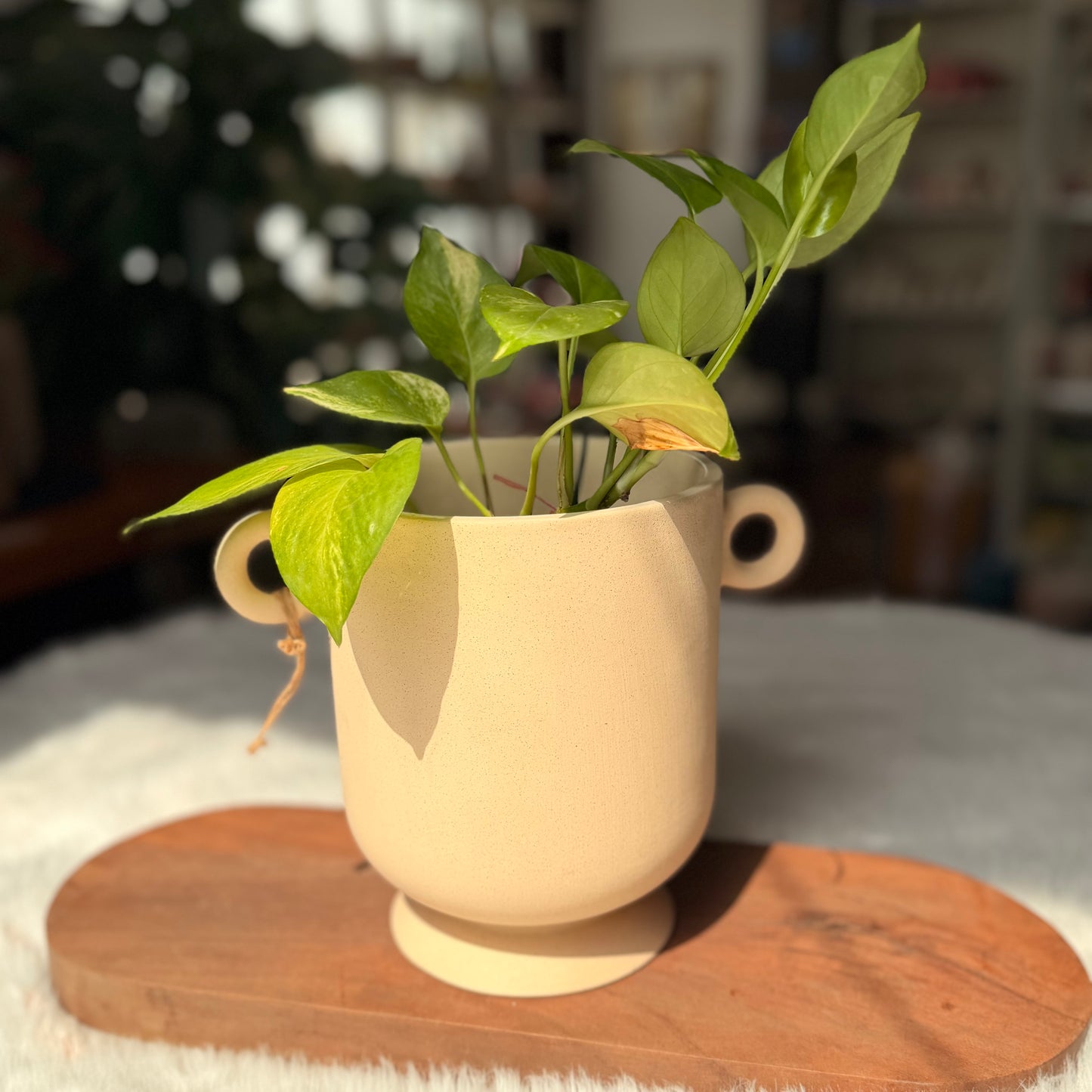 Minimalist Double Handle Ceramic Planter Pot